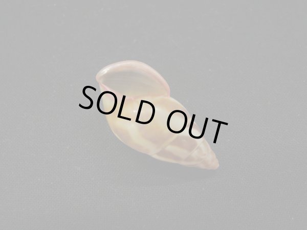 画像3: リチャードゴールドバーグマレイマイマイ (3)