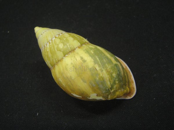 画像2: ヘインリッヒオオマレイマイマイ 特美品 (2)