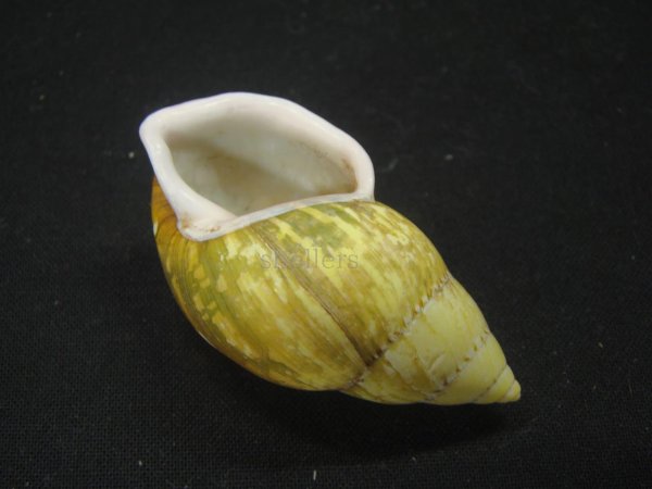 画像3: ヘインリッヒオオマレイマイマイ 特美品 (3)