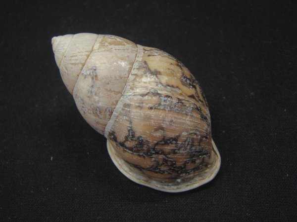 画像2: アスパーオオマレイマイマイ (2)