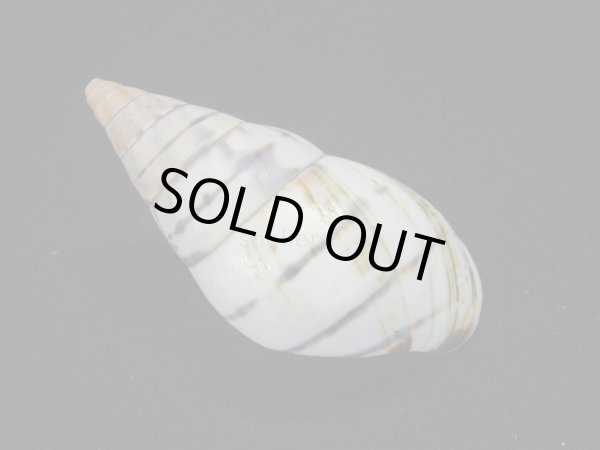 画像2: ペルージョウオウマイマイ　大 (2)