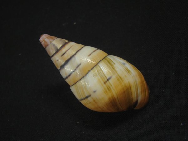 画像2: ペルージョウオウマイマイ　茶系 (2)