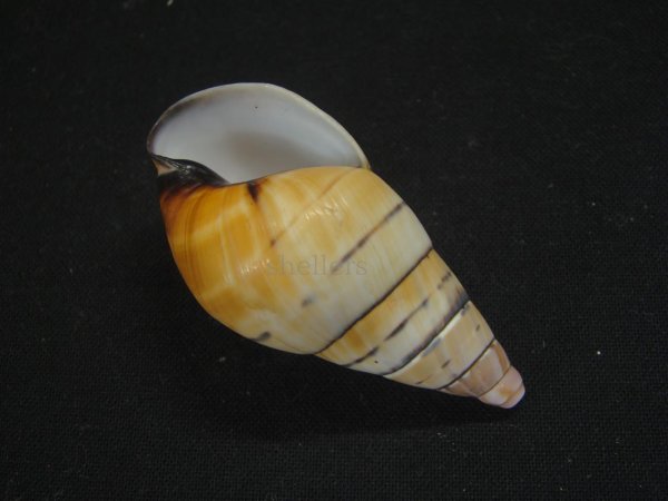 画像3: ペルージョウオウマイマイ　茶系 (3)