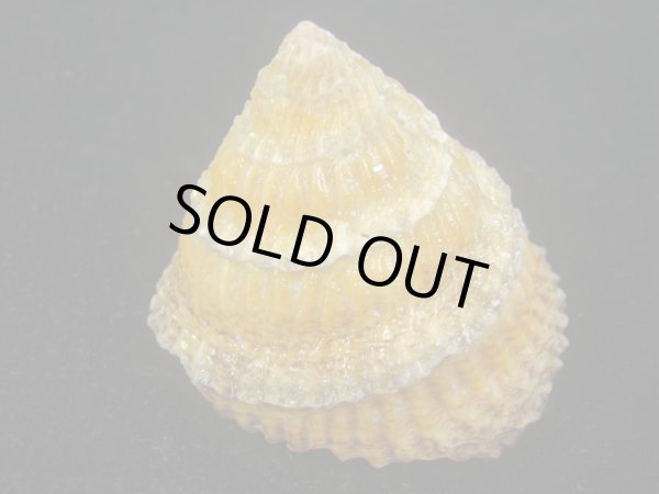 画像2: ジョウオウクボガイ(Tegula regina) 大 (2)