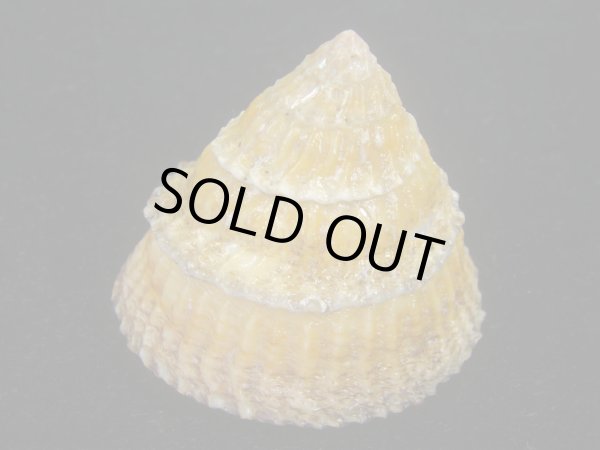 画像3: ジョウオウクボガイ(Tegula regina) 大 (3)