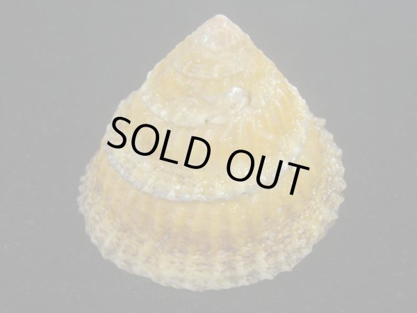 画像4: ジョウオウクボガイ(Tegula regina) 大 (4)