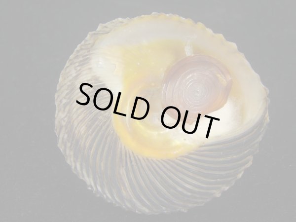 画像5: ジョウオウクボガイ(Tegula regina) 大 (5)