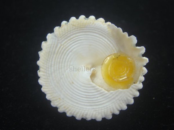 マツカサウズ(Tectus fenestratus) 大 Kaiショップ