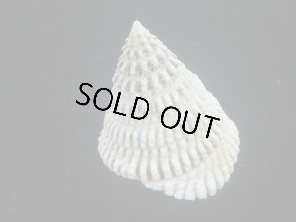 画像2: マツカサウズ(Tectus fenestratus)　大 (2)