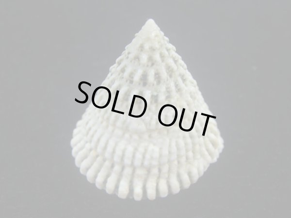 画像4: マツカサウズ(Tectus fenestratus)　大 (4)