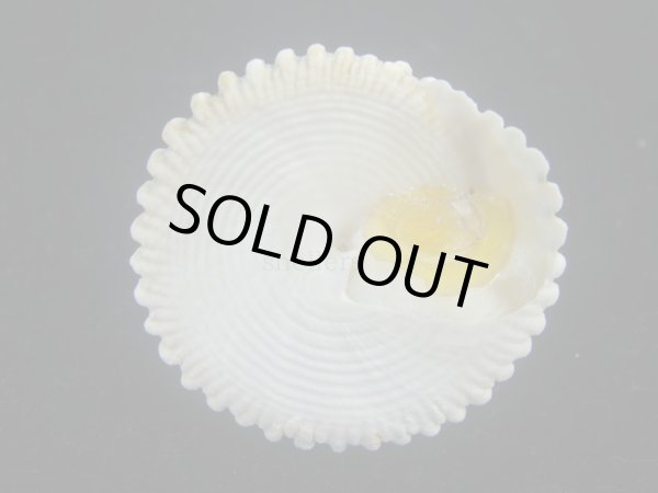 画像5: マツカサウズ(Tectus fenestratus)　大 (5)