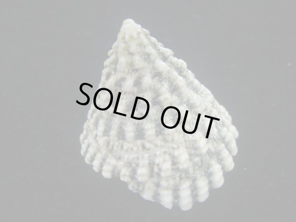 画像2: マツカサウズ(Tectus fenestratus)　エクセプショナル (2)