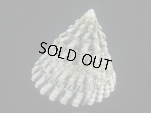 画像3: マツカサウズ(Tectus fenestratus)　エクセプショナル (3)