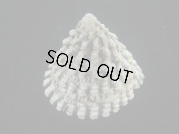 画像4: マツカサウズ(Tectus fenestratus)　エクセプショナル (4)