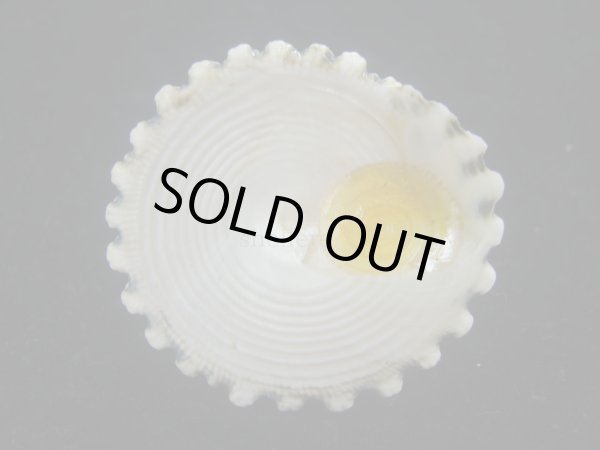 画像5: マツカサウズ(Tectus fenestratus)　エクセプショナル (5)