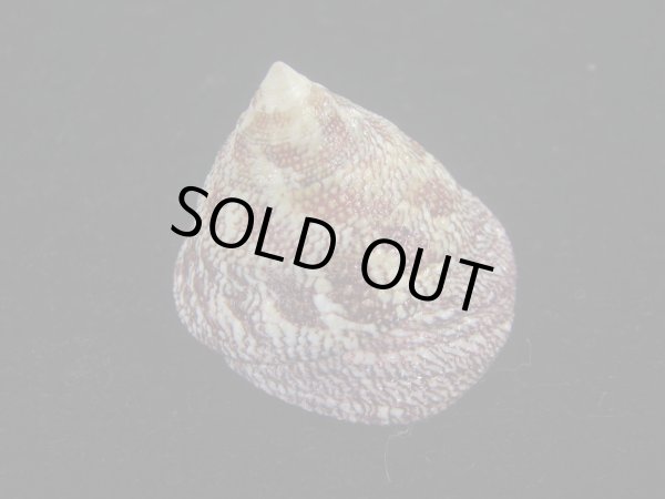 画像2: チスジウズ(Trochus hanleyanus)　エクセプショナル (2)