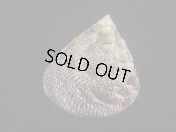 画像3: チスジウズ(Trochus hanleyanus)　エクセプショナル (3)