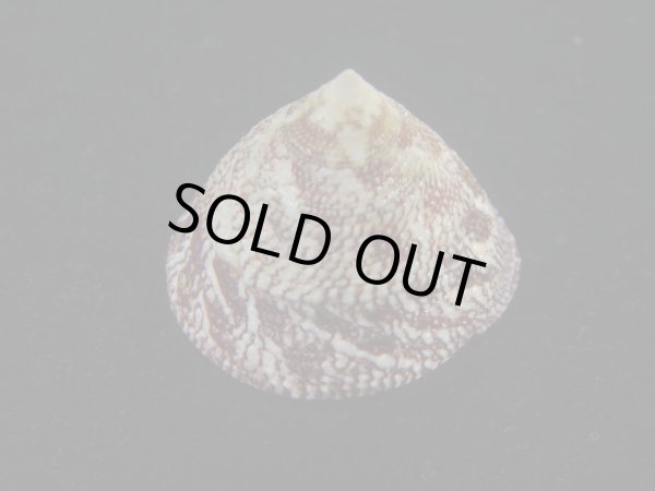 画像4: チスジウズ(Trochus hanleyanus)　エクセプショナル (4)