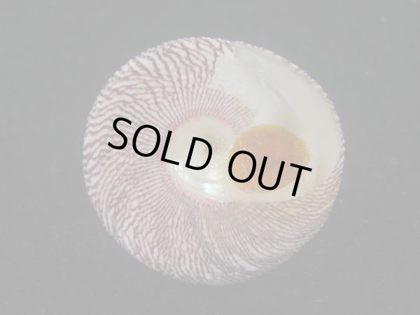 画像5: チスジウズ(Trochus hanleyanus)　エクセプショナル (5)