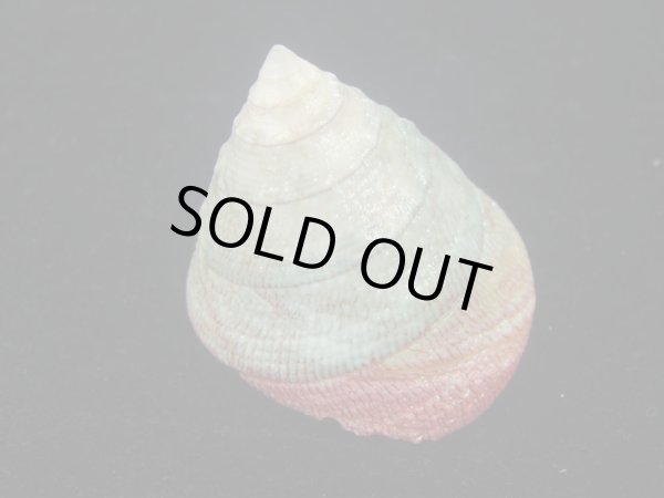 画像2: チスジウズ(Trochus hanleyanus)　大 (2)