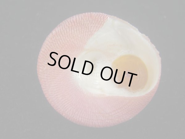 画像5: チスジウズ(Trochus hanleyanus)　大 (5)