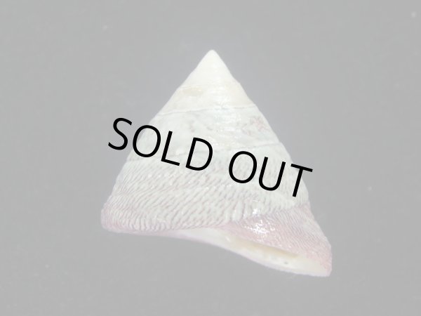 画像1: チスジウズ(Trochus hanleyanus)　特美品 (1)