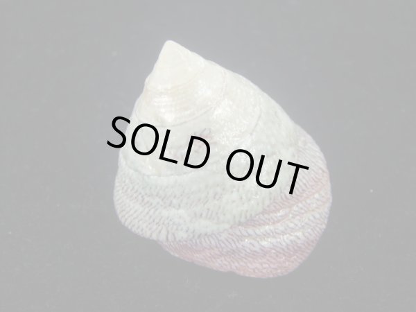 画像2: チスジウズ(Trochus hanleyanus)　特美品 (2)