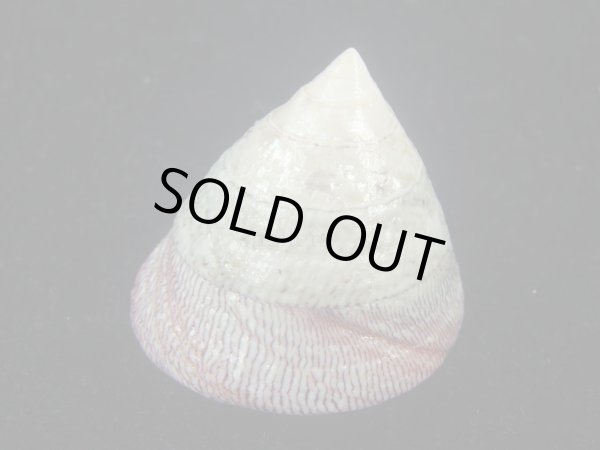 画像3: チスジウズ(Trochus hanleyanus)　特美品 (3)