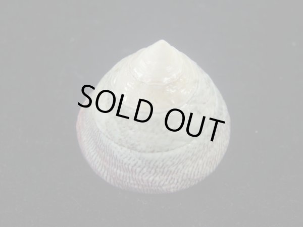 画像4: チスジウズ(Trochus hanleyanus)　特美品 (4)