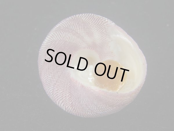 画像5: チスジウズ(Trochus hanleyanus)　特美品 (5)