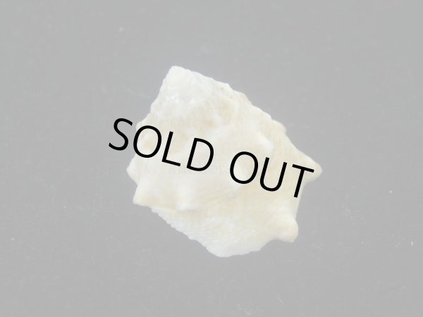 画像2: コバルトウラウズ(Astraea stellare)　特美品 (2)