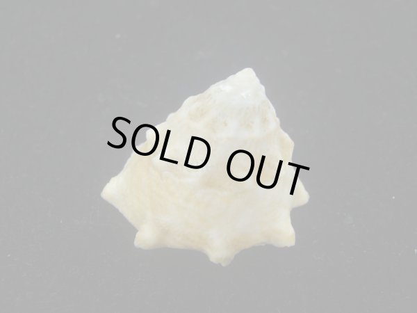 画像3: コバルトウラウズ(Astraea stellare)　特美品 (3)