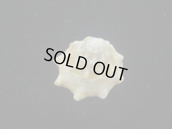 画像4: コバルトウラウズ(Astraea stellare)　特美品 (4)