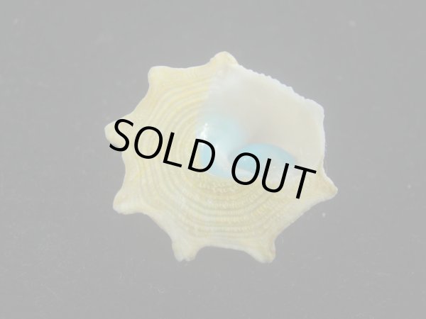 画像5: コバルトウラウズ(Astraea stellare)　特美品 (5)