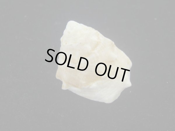 画像2: コバルトウラウズ(Astraea stellare)　特美品 (2)