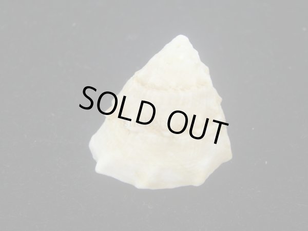 画像3: コバルトウラウズ(Astraea stellare)　特美品 (3)