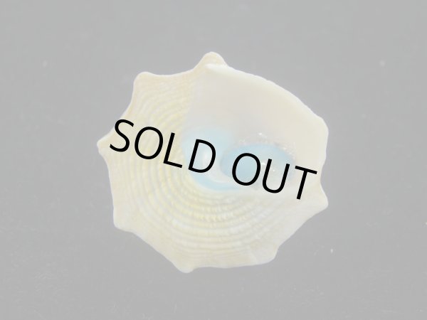 画像5: コバルトウラウズ(Astraea stellare)　特美品 (5)