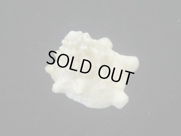 画像2: コバルトウラウズ(Astraea stellare)　特美品 (2)