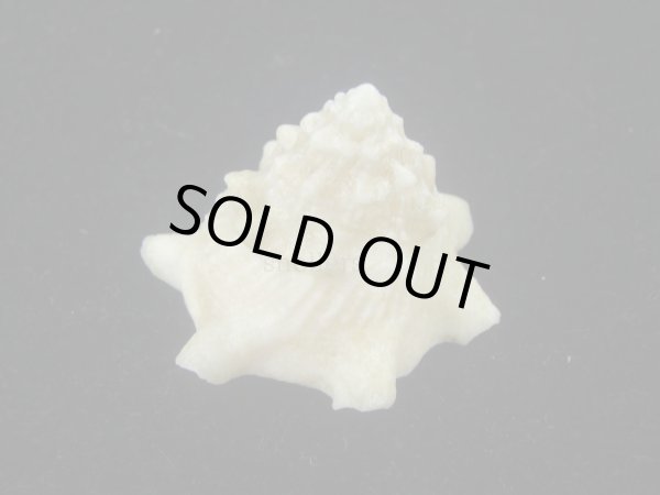 画像3: コバルトウラウズ(Astraea stellare)　特美品 (3)