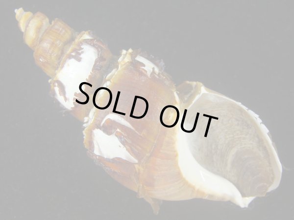 画像1: ネジヌキバイ(Japelion hirasei)  (1)