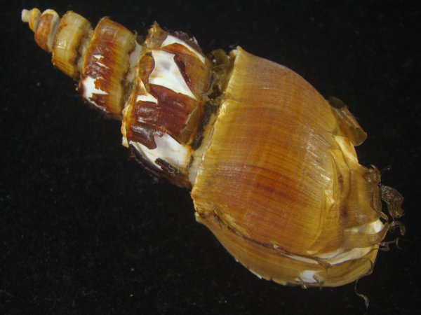 画像2: ネジヌキバイ(Japelion hirasei)  (2)