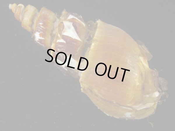 画像2: ネジヌキバイ(Japelion hirasei)  (2)