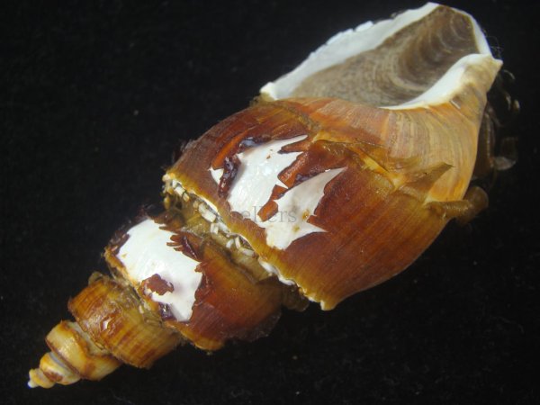 画像3: ネジヌキバイ(Japelion hirasei)  (3)