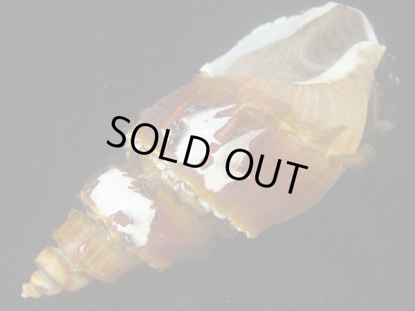 画像3: ネジヌキバイ(Japelion hirasei)  (3)