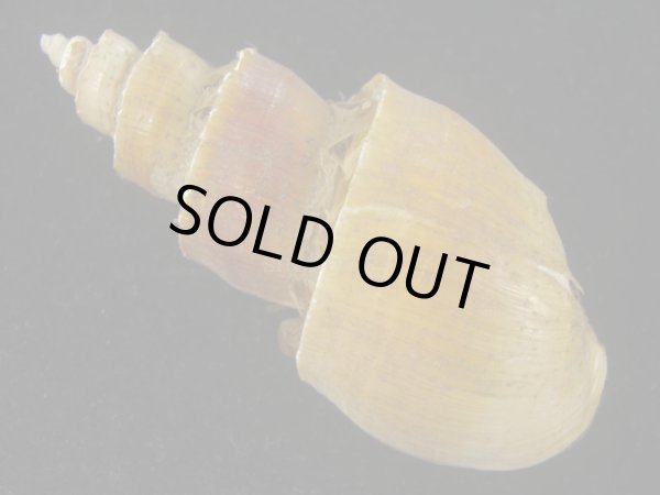 画像2: ネジヌキバイ(Japelion hirasei) 　特美品 (2)