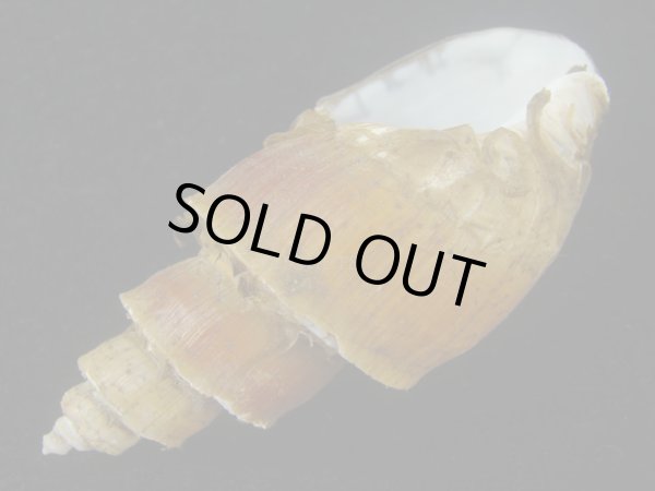 画像3: ネジヌキバイ(Japelion hirasei) 　特美品 (3)