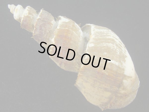 画像2: ネジヌキバイ(Japelion hirasei) 　老成　美品 (2)