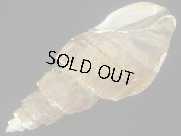 画像3: ネジヌキバイ(Japelion hirasei) 　老成　美品 (3)