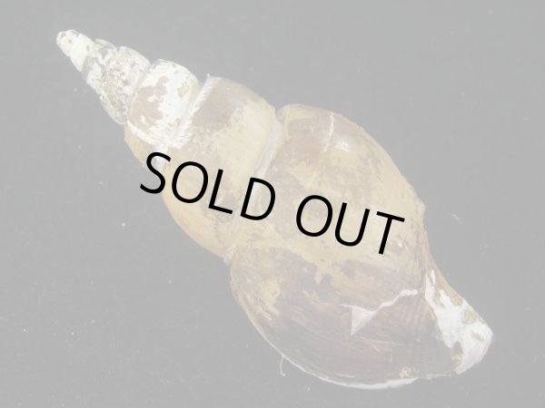 画像2: ツムガタネジボラ(Metajapelion adelphicus)  (2)