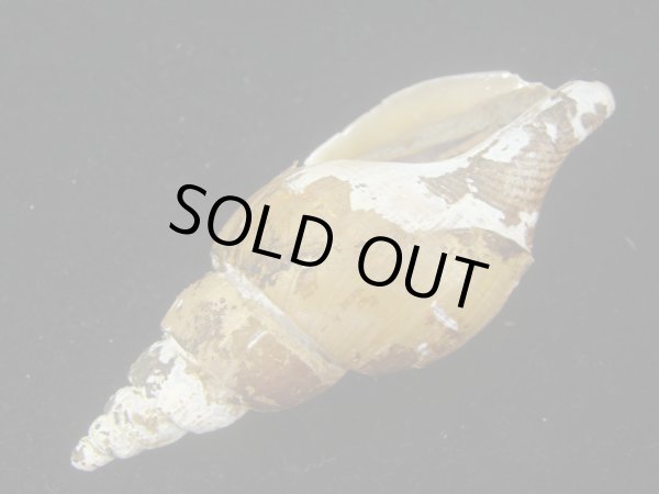 画像3: ツムガタネジボラ(Metajapelion adelphicus)  (3)